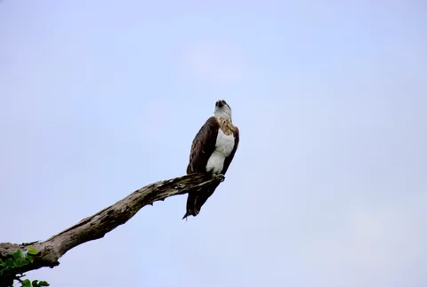 A bird is perched on a branch in the sky.