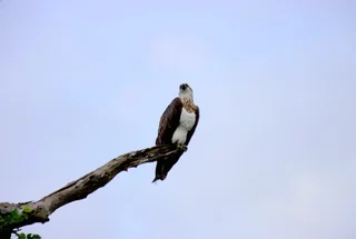  The image features a majestic bird perched on a branch of a tree, looking upward with its beak open. The bird is the main focus of the scene, and its position on the branch adds a sense of depth and balance to the composition. The sky in the background is a pale blue, creating a serene and peaceful atmosphere. The bird's posture and the overall setting evoke a sense of freedom and tranquility, making the image a captivating and visually appealing scene.