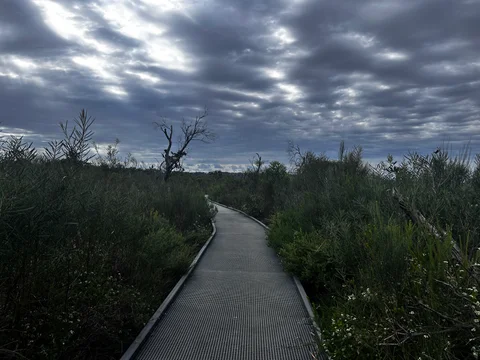 A pathway in a forest with a tree on the left side and a tree on the right side.