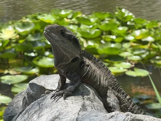  The image features a large black lizard sitting on a rock in a pond. The lizard appears to be looking at the camera, capturing the viewer's attention. The pond is surrounded by a variety of plants, including a few lilypads, which add to the natural ambiance of the scene. The combination of the lizard, the pond, and the plants creates a serene and peaceful atmosphere, showcasing the beauty of nature.